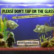 Please Don’t Tap on the Glass available now!